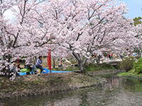 小城公園の桜